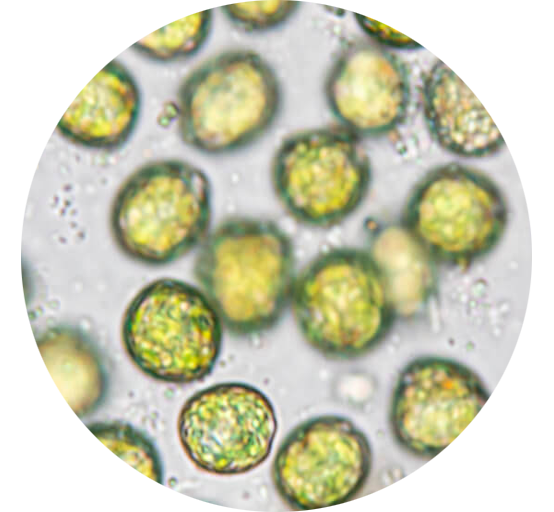 chlorella