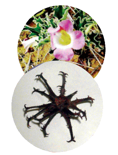 Devils Claw