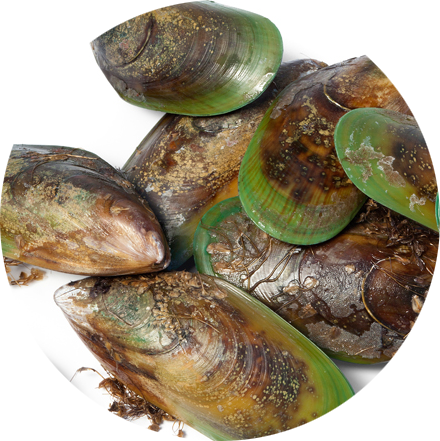 green lipped muscles