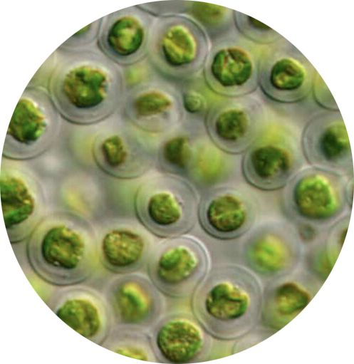 Marine Phytoplankton