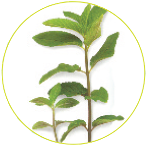 Peppermint