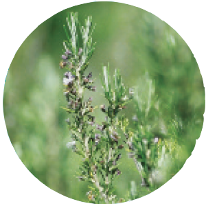 Rosemary